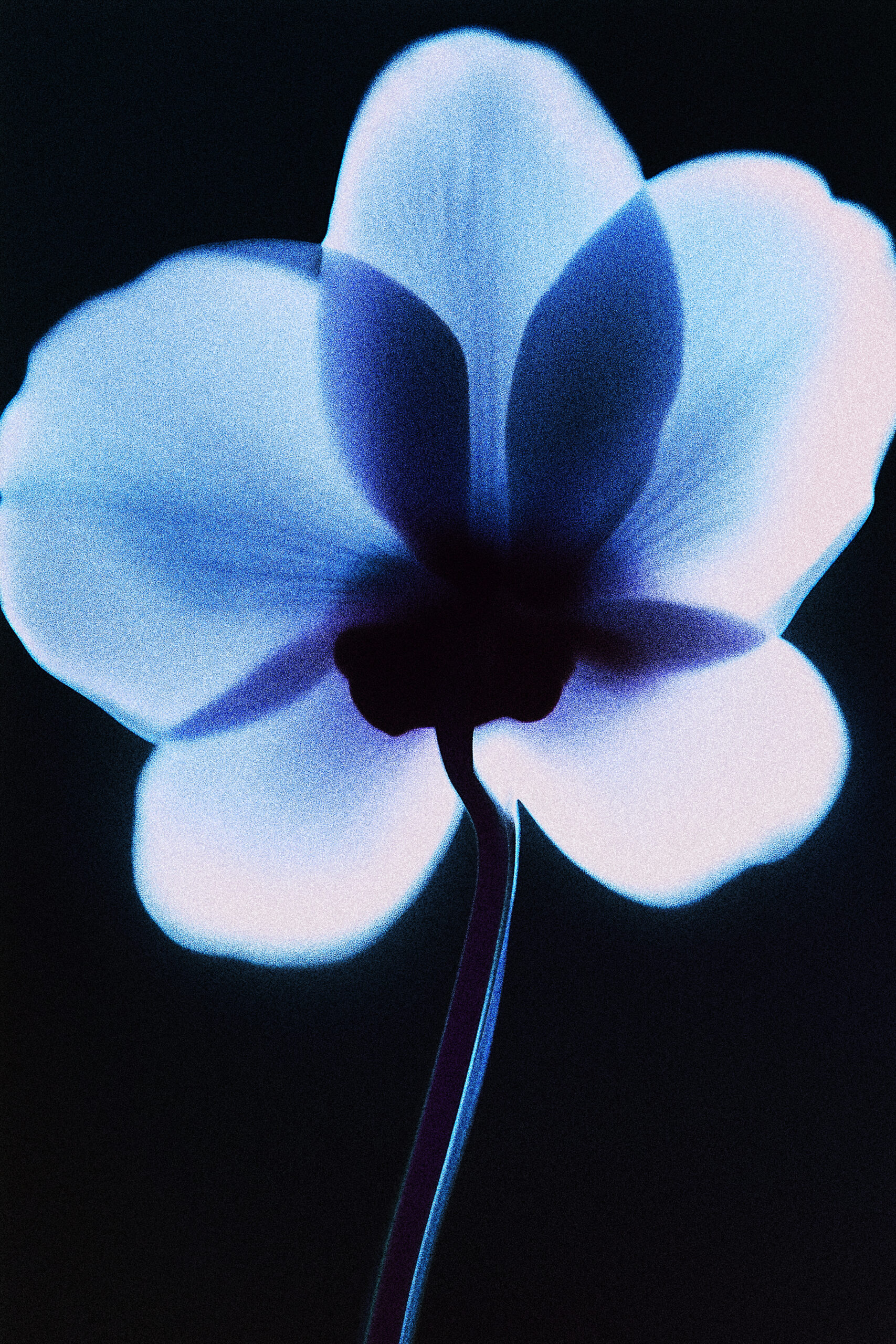 dennis-moya-flower-7